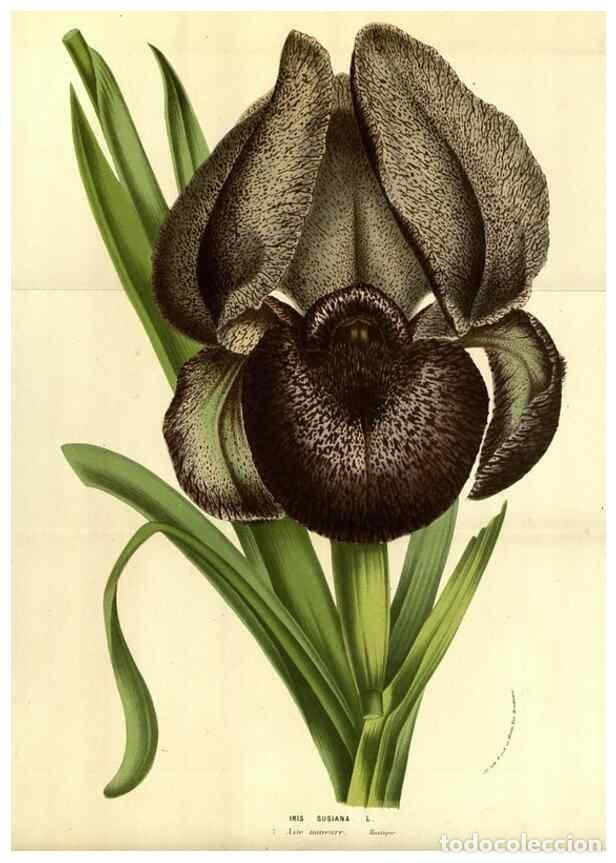 Collezionismo di Riviste e Giornali: Reproducci&oacute;n/Reproduction 49583692883: Flore des serres et des jardins de l'Europe. A Gand :chez Lou