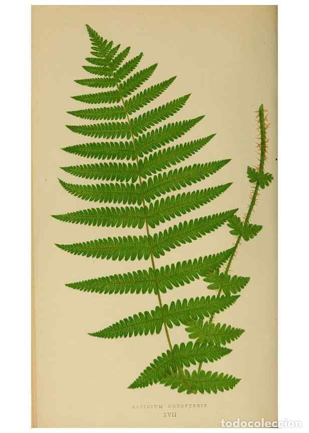 Collezionismo di Riviste e Giornali: Reproducci&oacute;n/Reproduction 49626707098: Ferns: British and exotic.... London,Groombridge and Sons,185