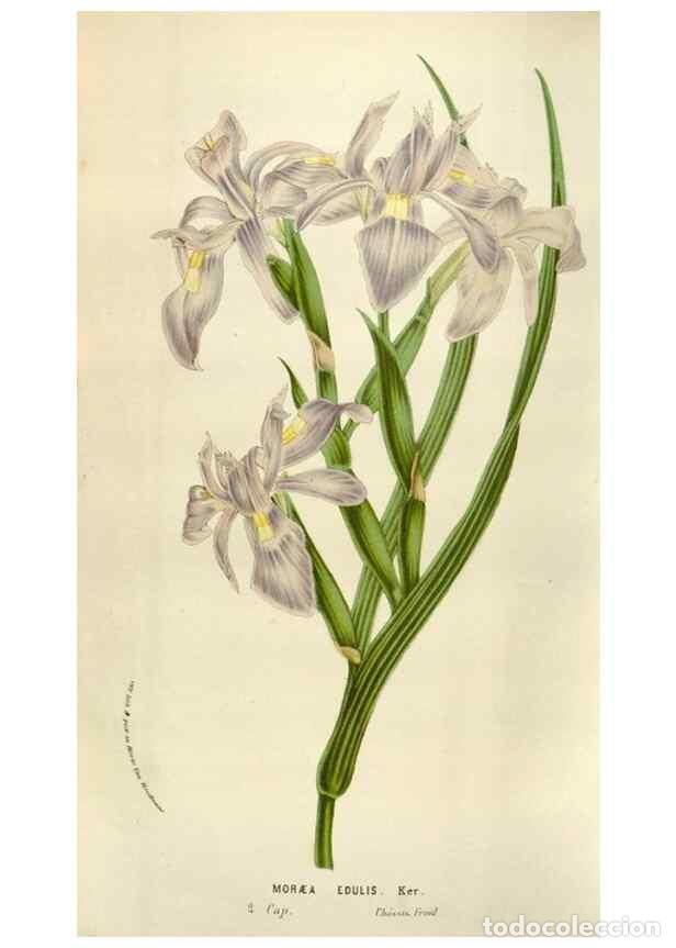 Collezionismo di Riviste e Giornali: Reproducci&oacute;n/Reproduction 49583562968: Flore des serres et des jardins de l'Europe. A Gand :chez Lou