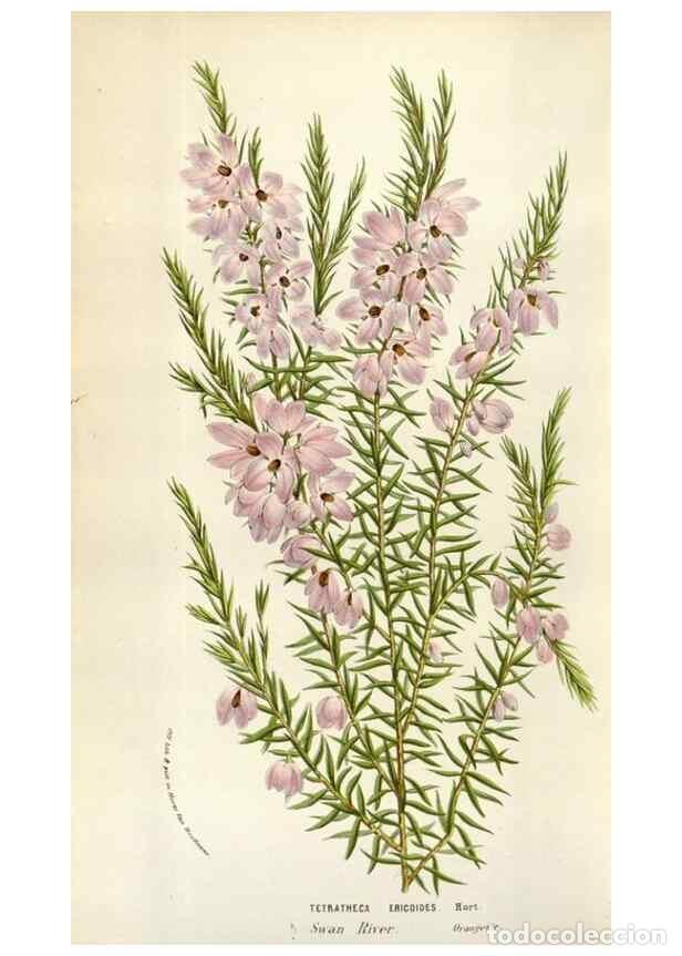 Collezionismo di Riviste e Giornali: Reproducci&oacute;n/Reproduction 49584062971: Flore des serres et des jardins de l'Europe. A Gand :chez Lou