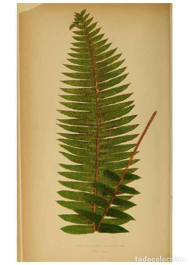 Collezionismo di Riviste e Giornali: Reproducci&oacute;n/Reproduction 49628468427: Ferns: British and exotic.... London,Groombridge and Sons,185