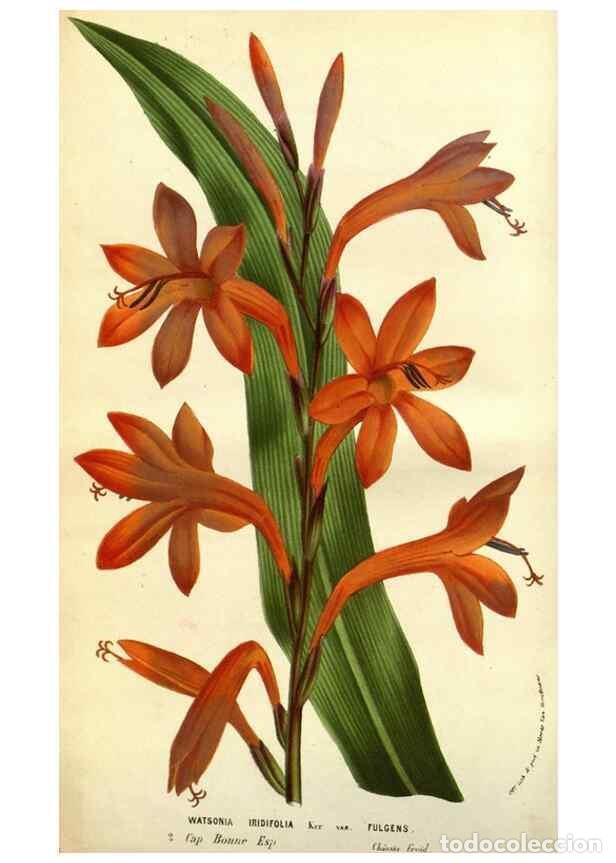 Collezionismo di Riviste e Giornali: Reproducci&oacute;n/Reproduction 49584187561: Flore des serres et des jardins de l'Europe. A Gand :chez Lou