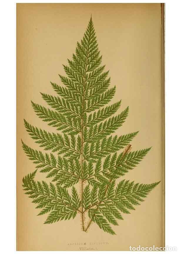 Collezionismo di Riviste e Giornali: Reproducci&oacute;n/Reproduction 49628465962: Ferns: British and exotic.... London,Groombridge and Sons,185