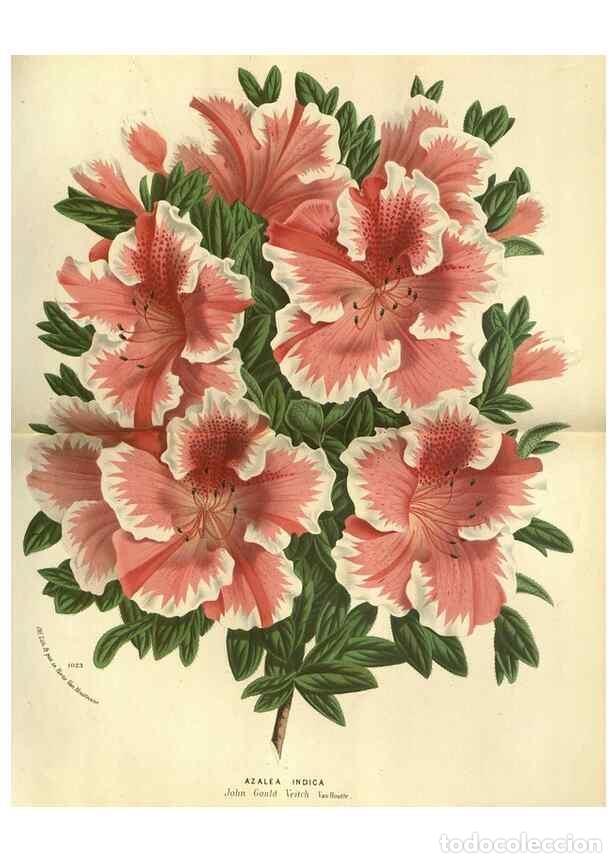 Coleccionismo de Revistas y Peri&oacute;dicos: Reproducci&oacute;n/Reproduction 49588365957: Flore des serres et des jardins de l'Europe. A Gand :chez Lou