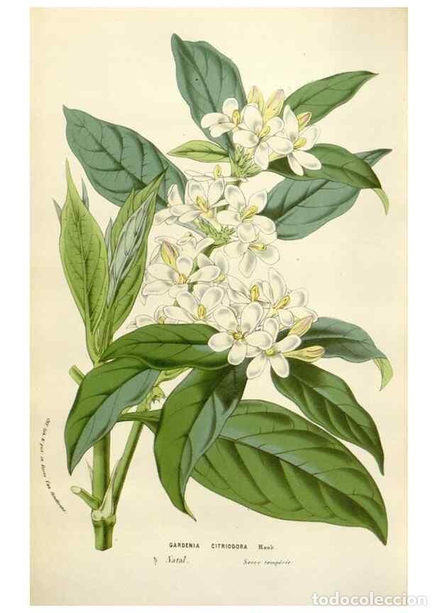 Coleccionismo de Revistas y Peri&oacute;dicos: Reproducci&oacute;n/Reproduction 49584831352: Flore des serres et des jardins de l'Europe. A Gand :chez Lou