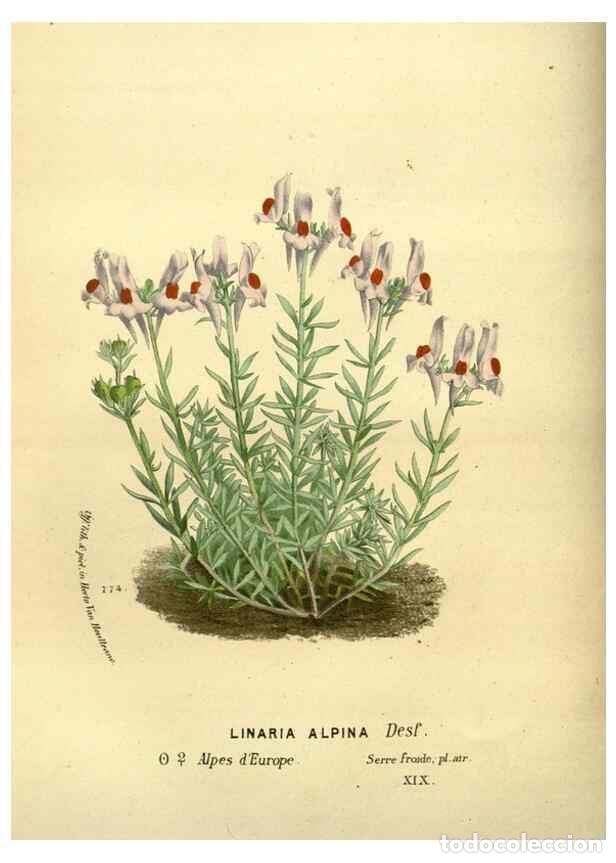 Coleccionismo de Revistas y Peri&oacute;dicos: Reproducci&oacute;n/Reproduction 49588133411: Flore des serres et des jardins de l'Europe. A Gand :chez Lou