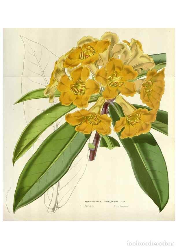 Coleccionismo de Revistas y Peri&oacute;dicos: Reproducci&oacute;n/Reproduction 49584096633: Flore des serres et des jardins de l'Europe. A Gand :chez Lou