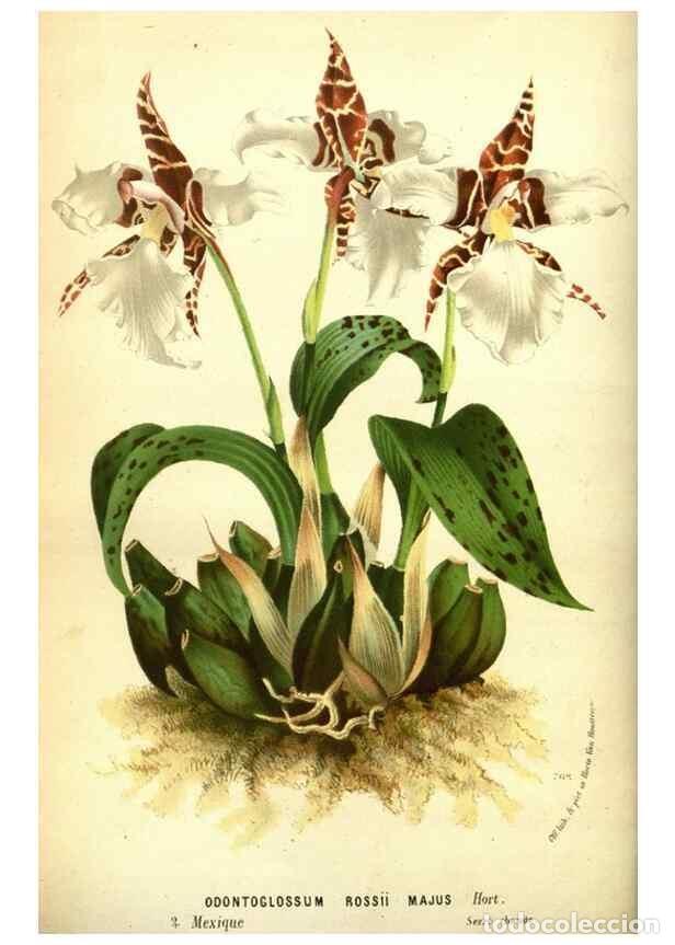 Coleccionismo de Revistas y Peri&oacute;dicos: Reproducci&oacute;n/Reproduction 49588373607: Flore des serres et des jardins de l'Europe. A Gand :chez Lou