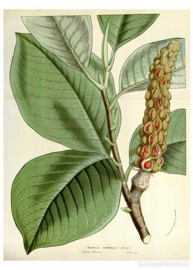 Coleccionismo de Revistas y Peri&oacute;dicos: Reproducci&oacute;n/Reproduction 49584605266: Flore des serres et des jardins de l'Europe. A Gand :chez Lou