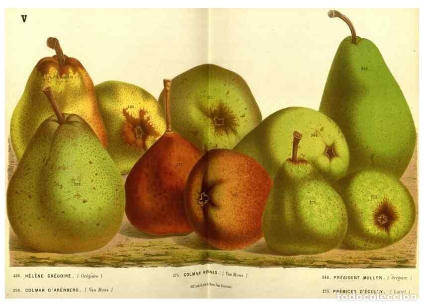 Coleccionismo de Revistas y Peri&oacute;dicos: Reproducci&oacute;n/Reproduction 49587634208: Flore des serres et des jardins de l'Europe. A Gand :chez Lou