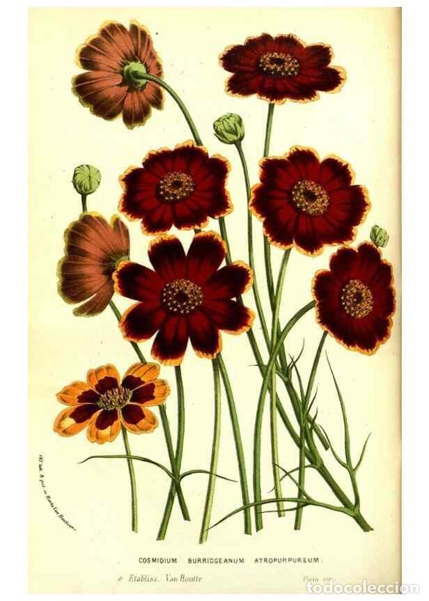 Coleccionismo de Revistas y Peri&oacute;dicos: Reproducci&oacute;n/Reproduction 49587597736: Flore des serres et des jardins de l'Europe. A Gand :chez Lou