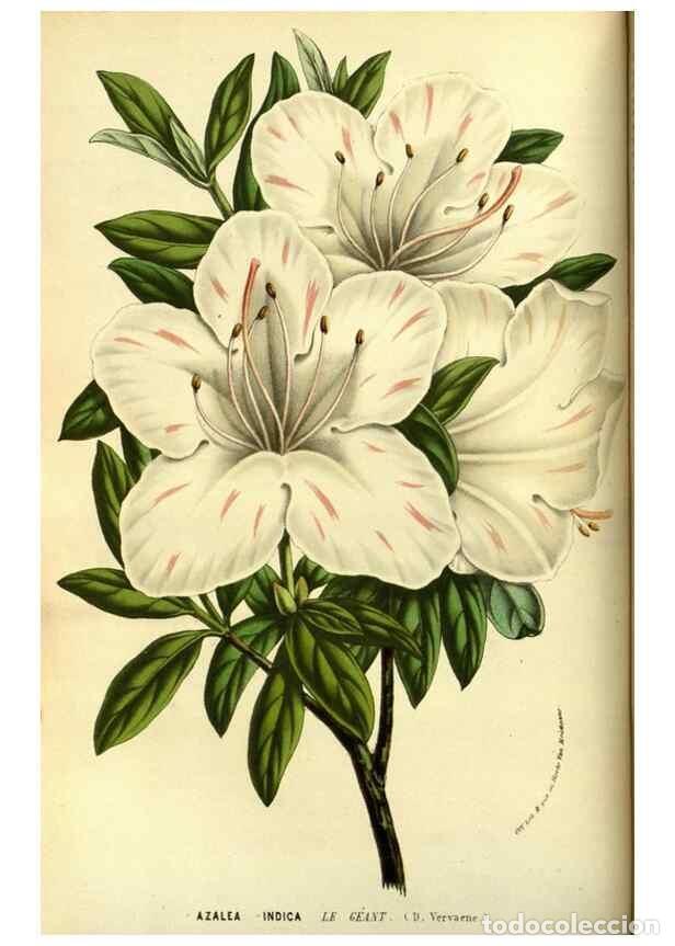 Coleccionismo de Revistas y Peri&oacute;dicos: Reproducci&oacute;n/Reproduction 49587099708: Flore des serres et des jardins de l'Europe. A Gand :chez Lou