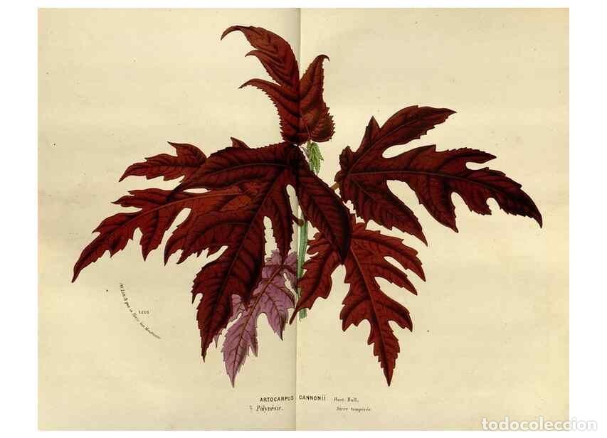 Coleccionismo de Revistas y Peri&oacute;dicos: Reproducci&oacute;n/Reproduction 49588276491: Flore des serres et des jardins de l'Europe. A Gand :chez Lou