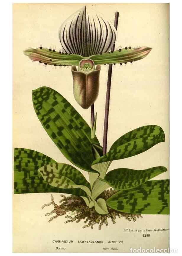 Coleccionismo de Revistas y Peri&oacute;dicos: Reproducci&oacute;n/Reproduction 49588127253: Flore des serres et des jardins de l'Europe. A Gand :chez Lou