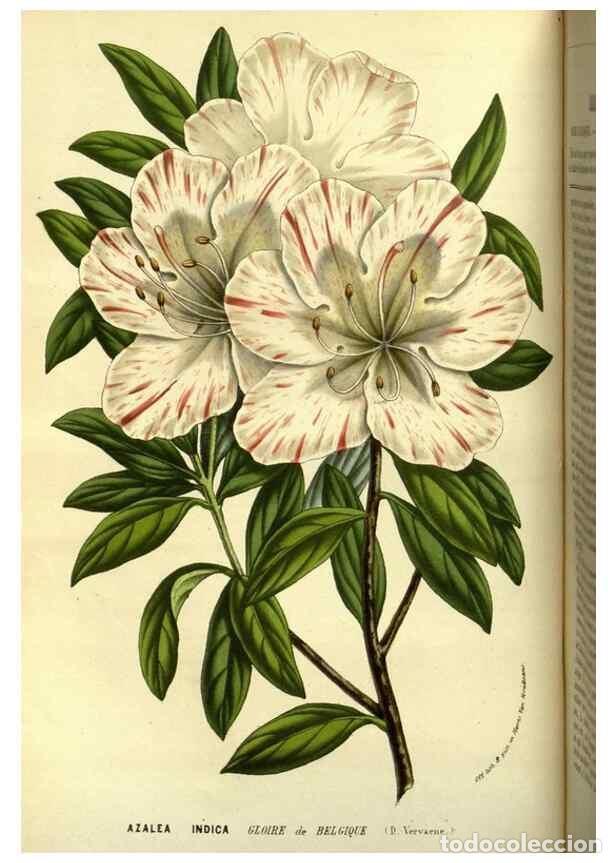 Coleccionismo de Revistas y Peri&oacute;dicos: Reproducci&oacute;n/Reproduction 49587099278: Flore des serres et des jardins de l'Europe. A Gand :chez Lou