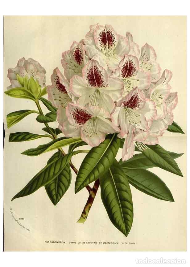 Collezionismo di Riviste e Giornali: Reproducci&oacute;n/Reproduction 49588379181: Flore des serres et des jardins de l'Europe. A Gand :chez Lou