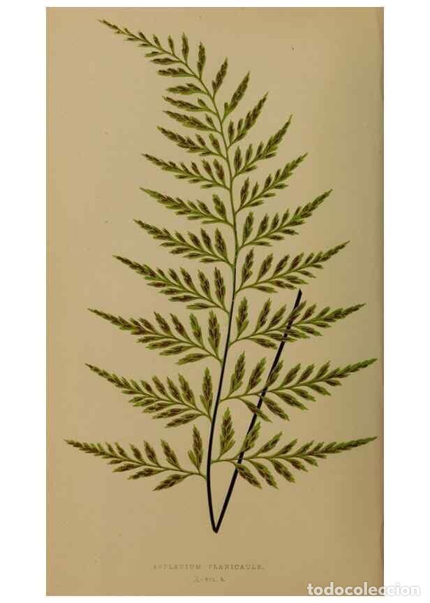 Collezionismo di Riviste e Giornali: Reproducci&oacute;n/Reproduction 49627144382: Ferns: British and exotic.... London,Groombridge and Sons,185