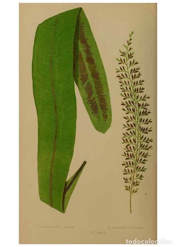 Collezionismo di Riviste e Giornali: Reproducci&oacute;n/Reproduction 49626355093: Ferns: British and exotic.... London,Groombridge and Sons,185