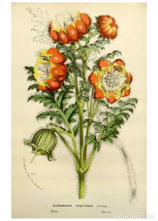 Collezionismo di Riviste e Giornali: Reproducci&oacute;n/Reproduction 49588378461: Flore des serres et des jardins de l'Europe. A Gand :chez Lou