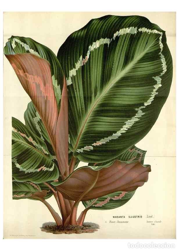 Collezionismo di Riviste e Giornali: Reproducci&oacute;n/Reproduction 49588470158: Flore des serres et des jardins de l'Europe. A Gand :chez Lou