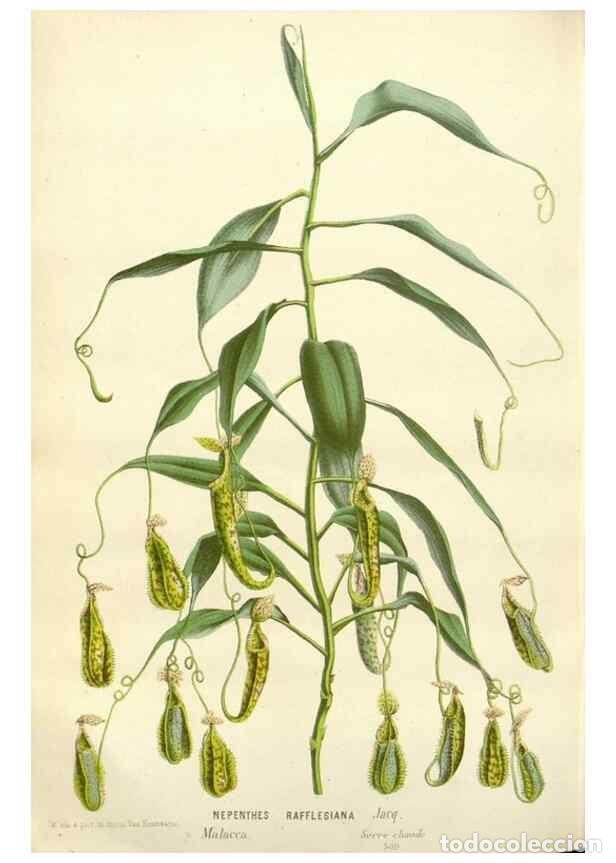 Collezionismo di Riviste e Giornali: Reproducci&oacute;n/Reproduction 49588961586: Flore des serres et des jardins de l'Europe. A Gand :chez Lou