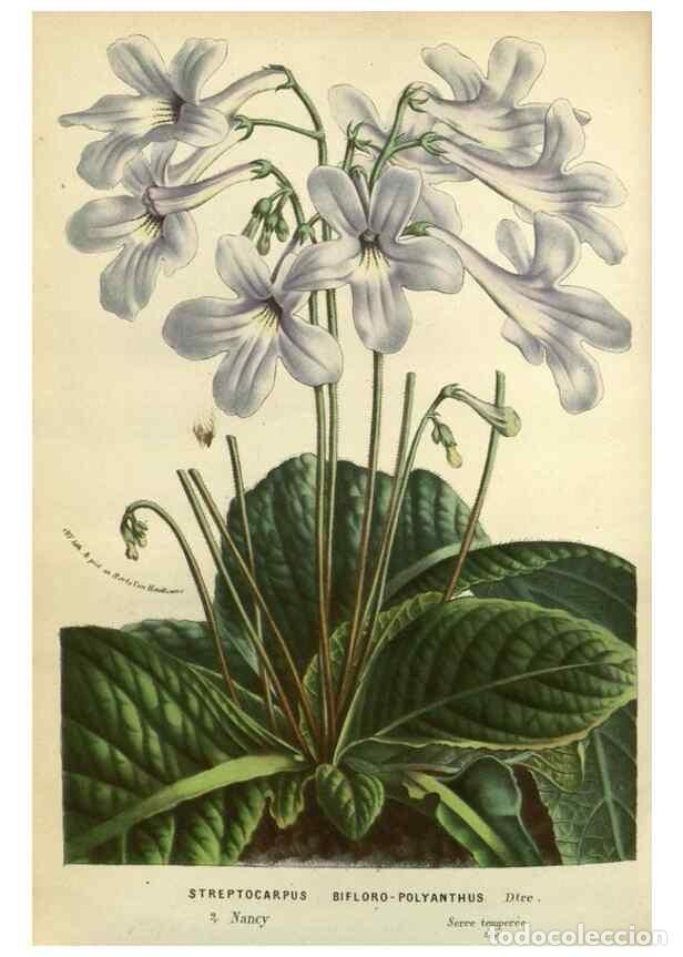 Collezionismo di Riviste e Giornali: Reproducci&oacute;n/Reproduction 49588628426: Flore des serres et des jardins de l'Europe. A Gand :chez Lou