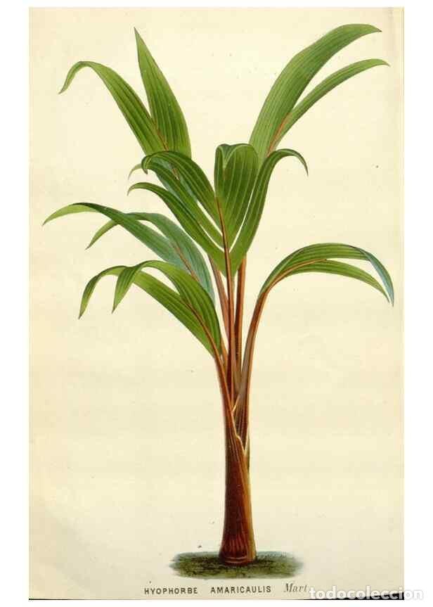 Collezionismo di Riviste e Giornali: Reproducci&oacute;n/Reproduction 49588962966: Flore des serres et des jardins de l'Europe. A Gand :chez Lou