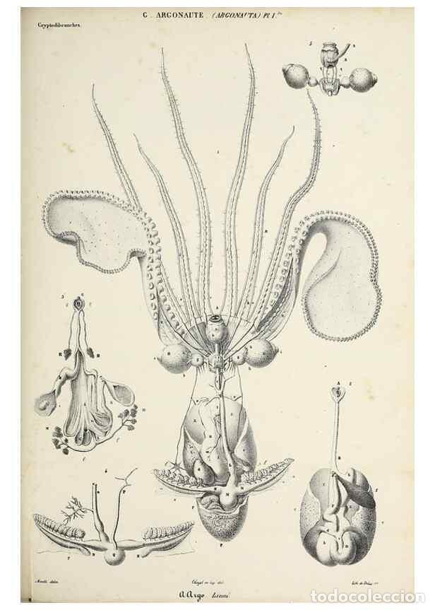 Collection Magazines and Newspapers: Reproducci&oacute;n/Reproduction 49434915656: Histoire naturelle, g&eacute;n&eacute;rale et particuli&egrave;re des c&eacute;phalopodes