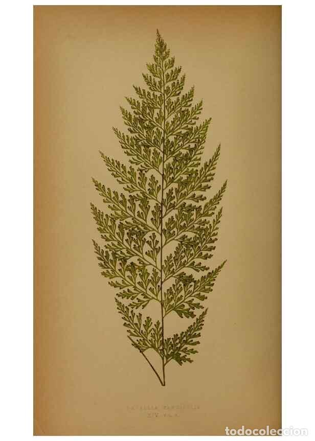 Collection Magazines and Newspapers: Reproducci&oacute;n/Reproduction 49627955578: Ferns: British and exotic.... London,Groombridge and Sons,185