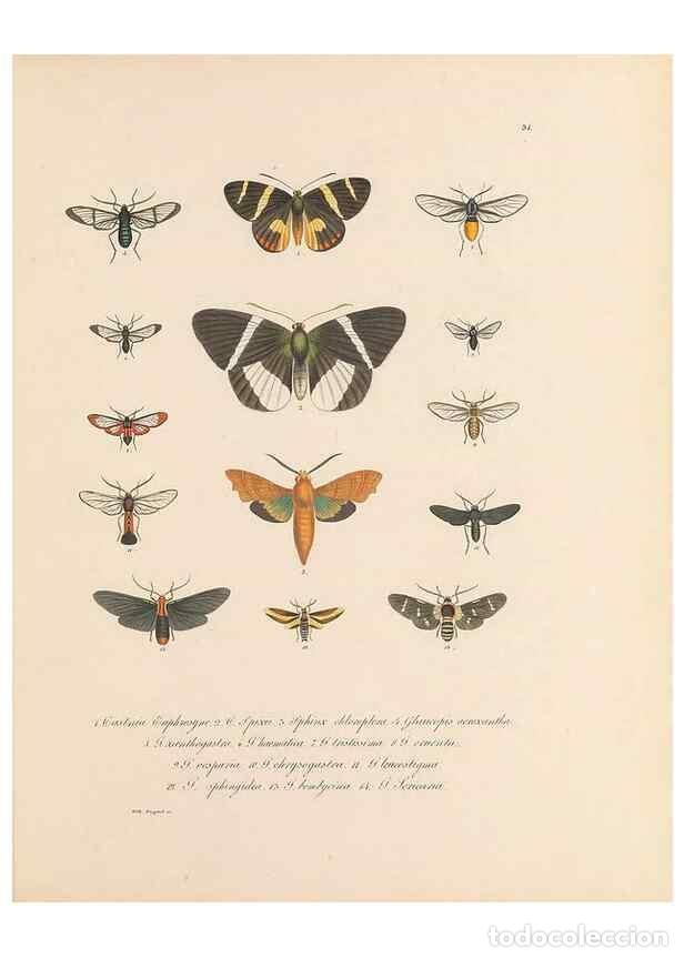 Collection Magazines and Newspapers: Reproducci&oacute;n/Reproduction 49430833508: Delectus animalium articulatorum :. Monachii :Impensis Editor