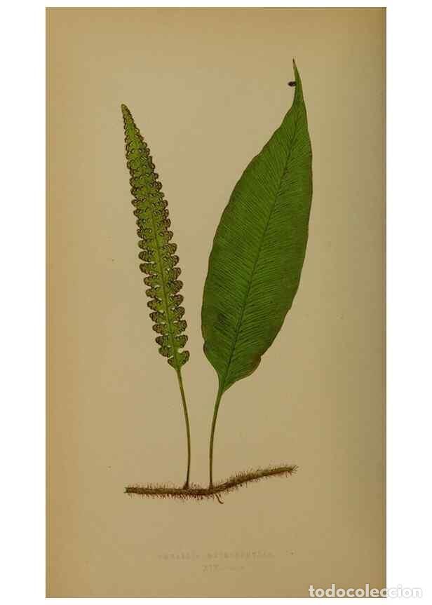 Collection Magazines and Newspapers: Reproducci&oacute;n/Reproduction 49627956353: Ferns: British and exotic.... London,Groombridge and Sons,185