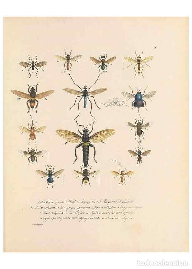 Collection Magazines and Newspapers: Reproducci&oacute;n/Reproduction 49431533707: Delectus animalium articulatorum :. Monachii :Impensis Editor