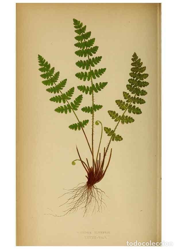Collection Magazines and Newspapers: Reproducci&oacute;n/Reproduction 49627678643: Ferns: British and exotic.... London,Groombridge and Sons,185