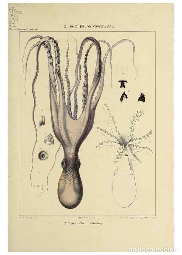 Collection Magazines and Newspapers: Reproducci&oacute;n/Reproduction 49434429158: Histoire naturelle, g&eacute;n&eacute;rale et particuli&egrave;re des c&eacute;phalopodes