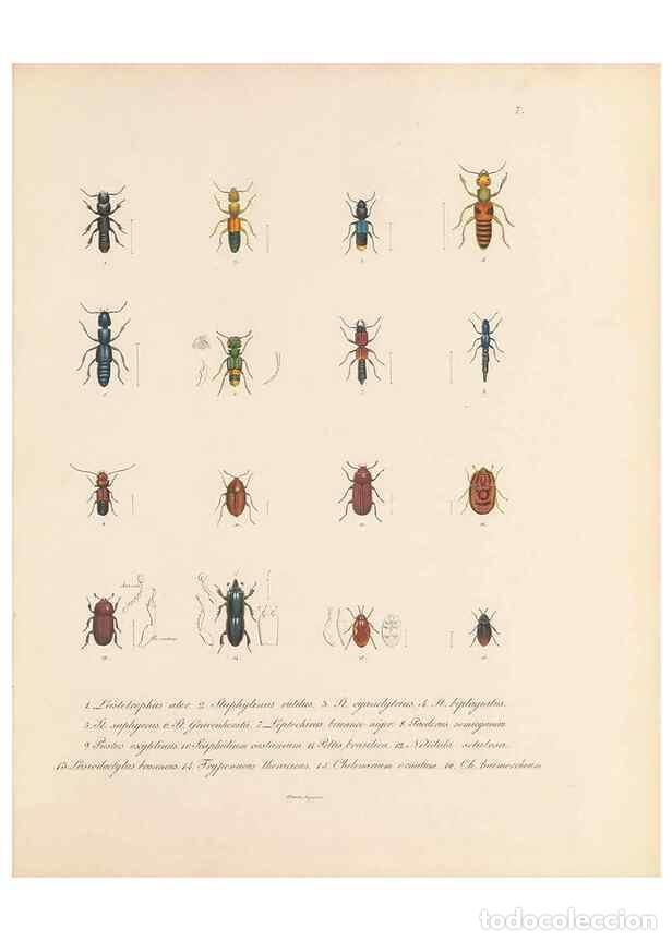 Collection Magazines and Newspapers: Reproducci&oacute;n/Reproduction 49431301676: Delectus animalium articulatorum :. Monachii :Impensis Editor