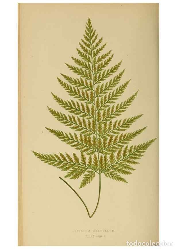 Collection Magazines and Newspapers: Reproducci&oacute;n/Reproduction 49627228861: Ferns: British and exotic.... London,Groombridge and Sons,185