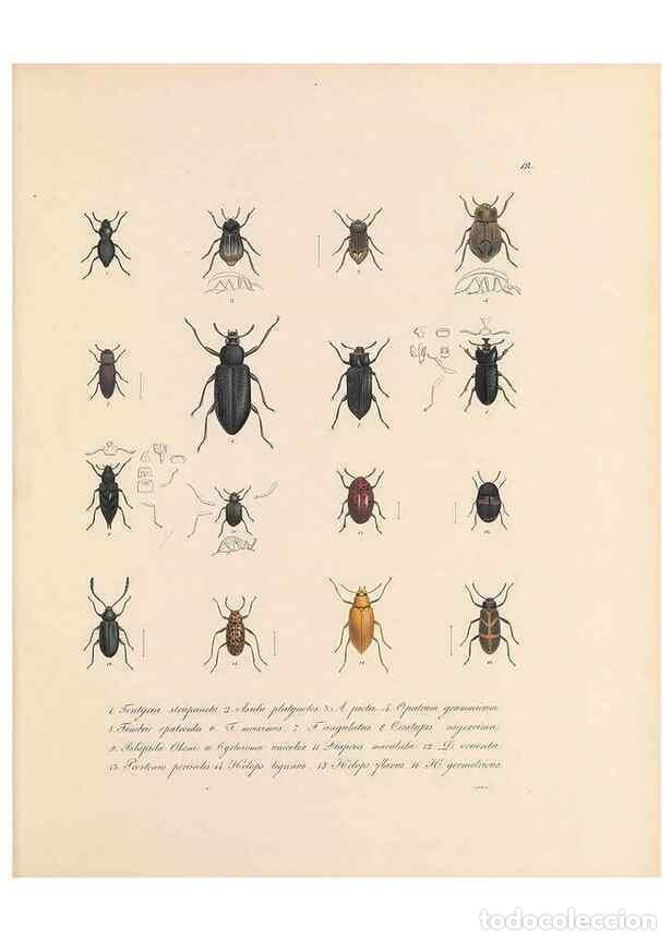 Collection Magazines and Newspapers: Reproducci&oacute;n/Reproduction 49430828258: Delectus animalium articulatorum :. Monachii :Impensis Editor