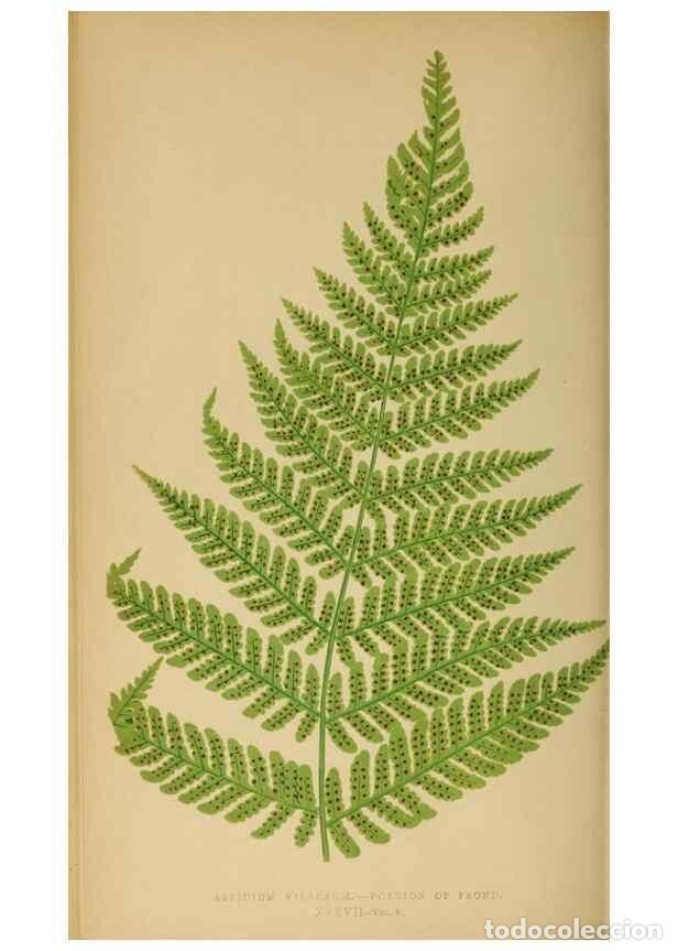 Collection Magazines and Newspapers: Reproducci&oacute;n/Reproduction 49626712253: Ferns: British and exotic.... London,Groombridge and Sons,185