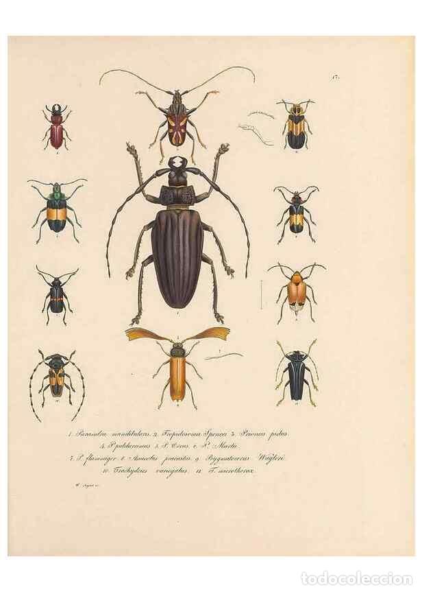 Collection Magazines and Newspapers: Reproducci&oacute;n/Reproduction 49431304481: Delectus animalium articulatorum :. Monachii :Impensis Editor