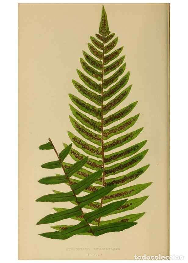 Collection Magazines and Newspapers: Reproducci&oacute;n/Reproduction 49627494097: Ferns: British and exotic.... London,Groombridge and Sons,185