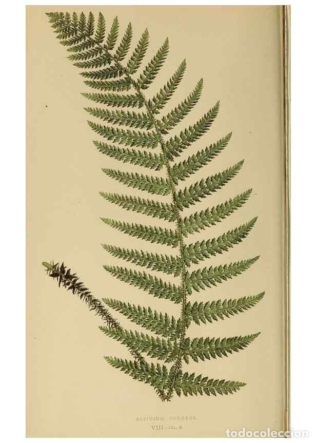 Collection Magazines and Newspapers: Reproducci&oacute;n/Reproduction 49627495422: Ferns: British and exotic.... London,Groombridge and Sons,185