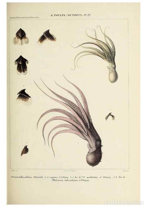 Collection Magazines and Newspapers: Reproducci&oacute;n/Reproduction 49434436983: Histoire naturelle, g&eacute;n&eacute;rale et particuli&egrave;re des c&eacute;phalopodes