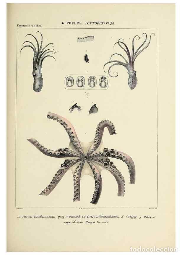 Collection Magazines and Newspapers: Reproducci&oacute;n/Reproduction 49435134282: Histoire naturelle, g&eacute;n&eacute;rale et particuli&egrave;re des c&eacute;phalopodes