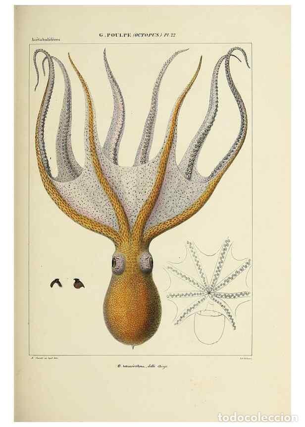 Collection Magazines and Newspapers: Reproducci&oacute;n/Reproduction 49434436693: Histoire naturelle, g&eacute;n&eacute;rale et particuli&egrave;re des c&eacute;phalopodes