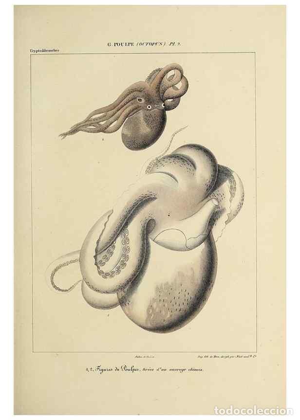 Collection Magazines and Newspapers: Reproducci&oacute;n/Reproduction 49435128342: Histoire naturelle, g&eacute;n&eacute;rale et particuli&egrave;re des c&eacute;phalopodes