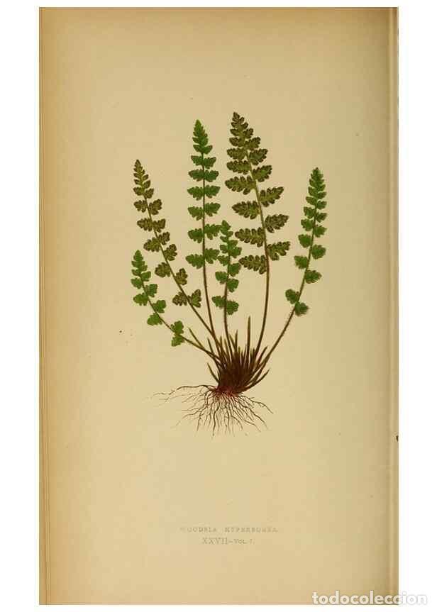 Collection Magazines and Newspapers: Reproducci&oacute;n/Reproduction 49628194841: Ferns: British and exotic.... London,Groombridge and Sons,185
