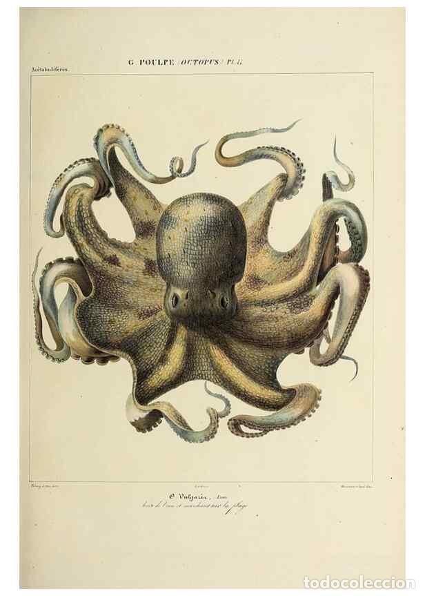 Collection Magazines and Newspapers: Reproducci&oacute;n/Reproduction 49434433378: Histoire naturelle, g&eacute;n&eacute;rale et particuli&egrave;re des c&eacute;phalopodes