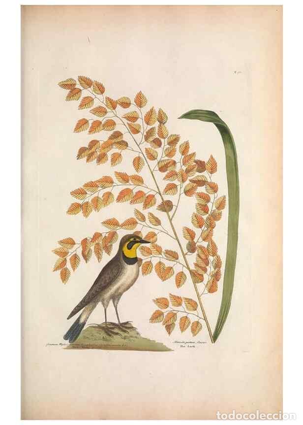 Collection Magazines and Newspapers: Reproducci&oacute;n/Reproduction 49456390243: The natural history of Carolina, Florida, and the Bahama Isla