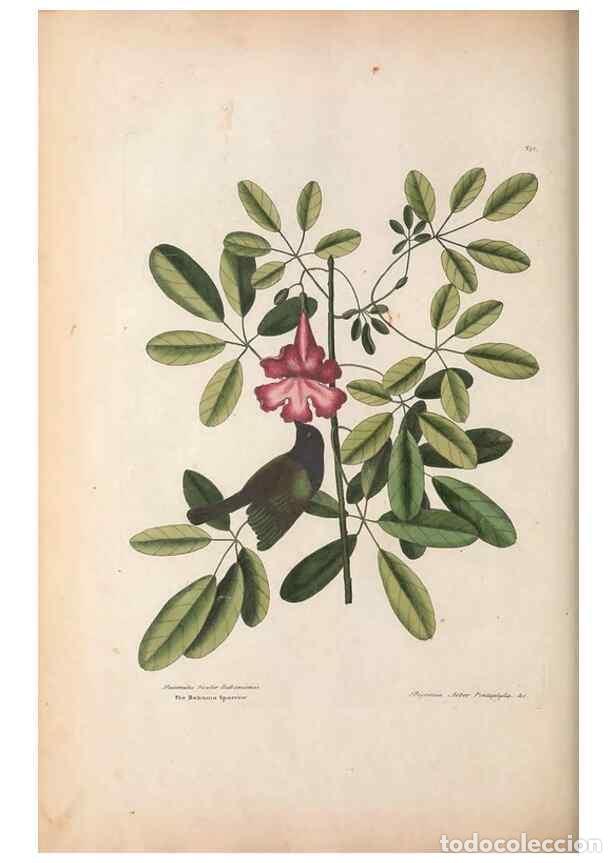 Collection Magazines and Newspapers: Reproducci&oacute;n/Reproduction 49456392383: The natural history of Carolina, Florida, and the Bahama Isla