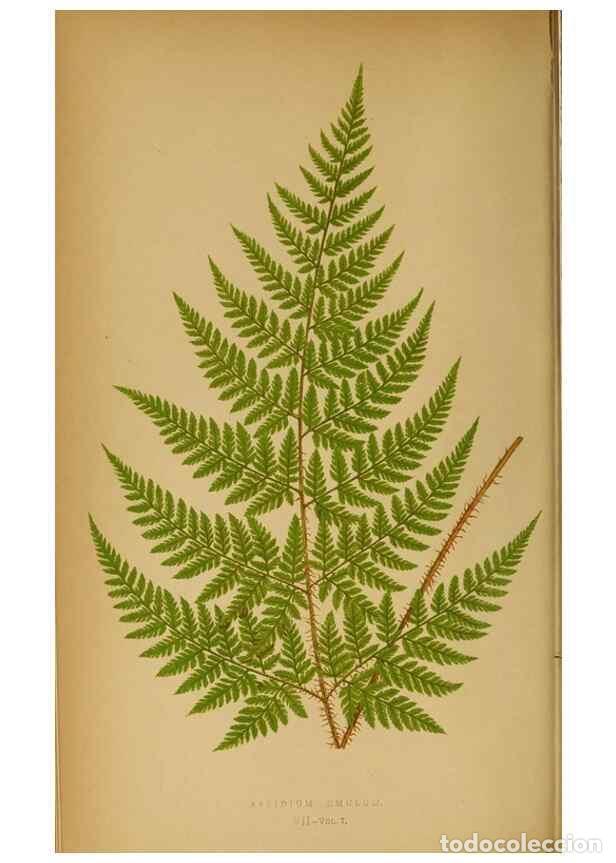 Collection Magazines and Newspapers: Reproducci&oacute;n/Reproduction 49628465767: Ferns: British and exotic.... London,Groombridge and Sons,185